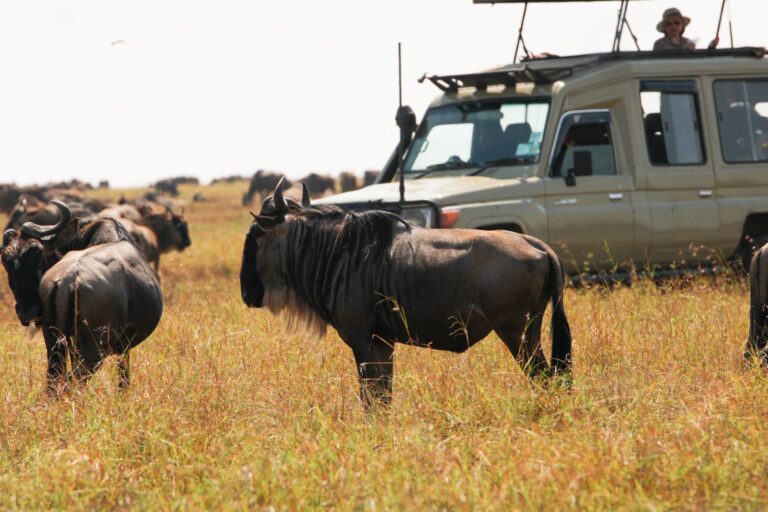 3 Denní Masai Mara Jeep safari