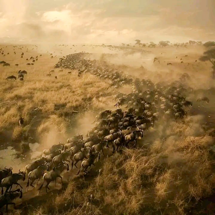 7 Days Safari -Mara to Diani