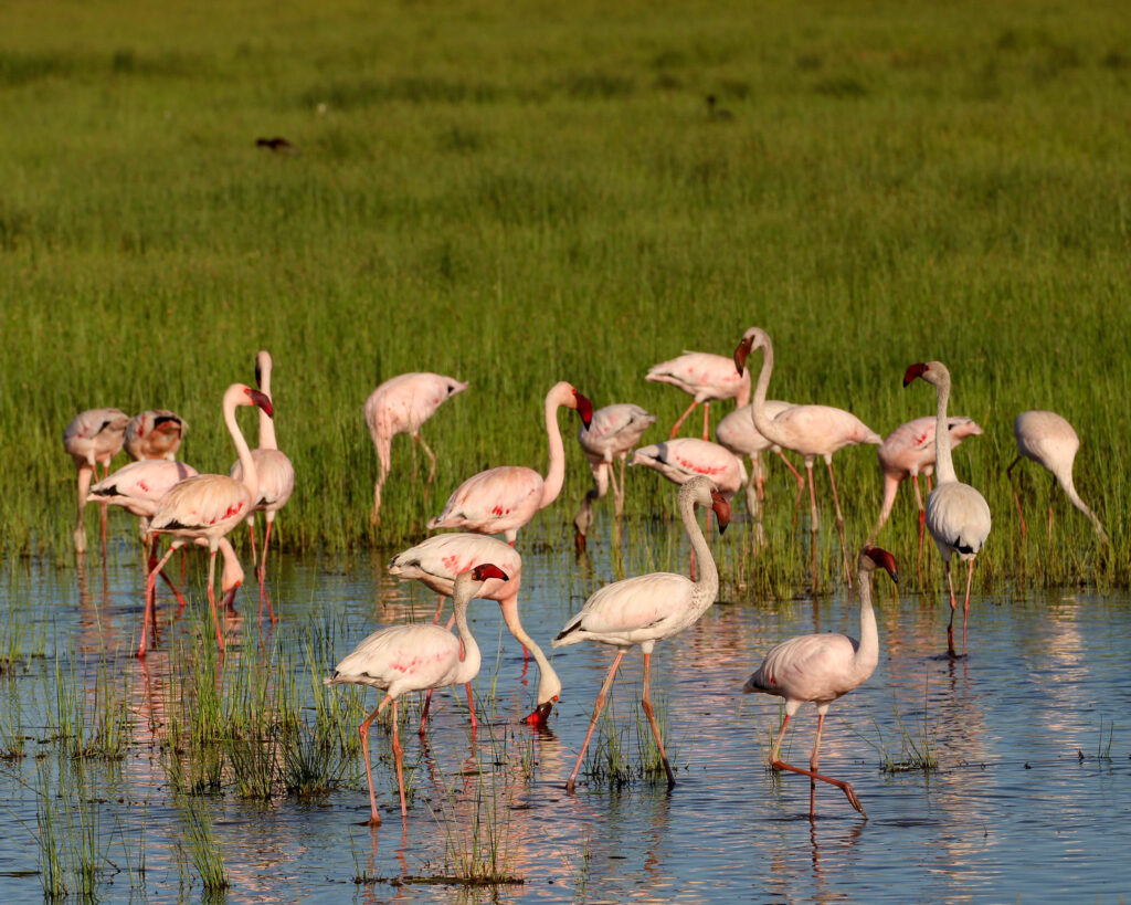 4 Denní Lake Nakuru a Masai Mara Safari